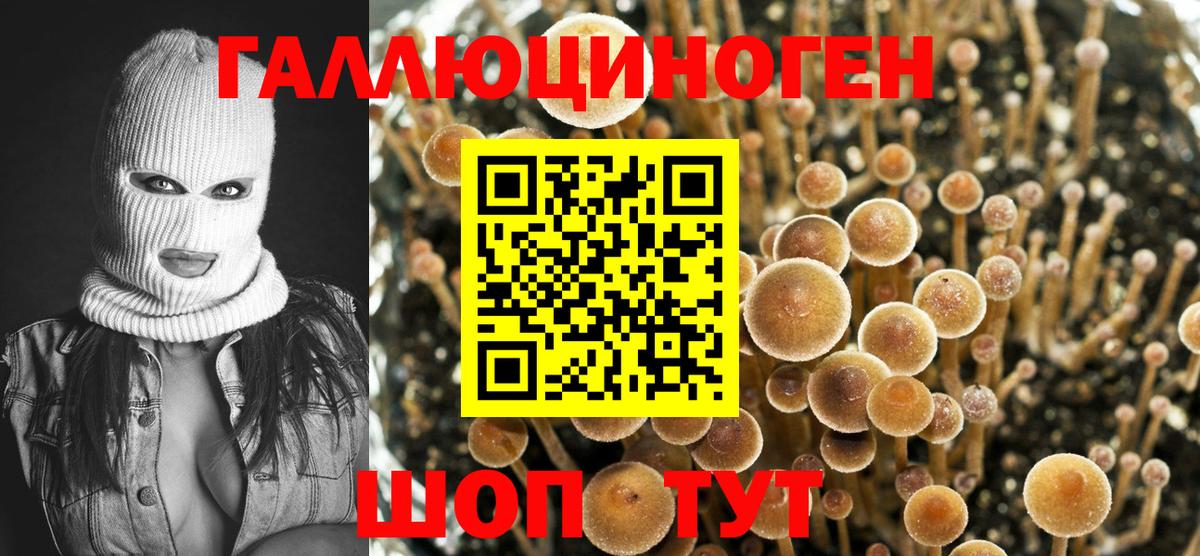 Галлюциногенные грибы Psilocybe  Вход с VPN  Псилоцибиновые грибы Psilocybe  как найти наркотики  Гудермес 